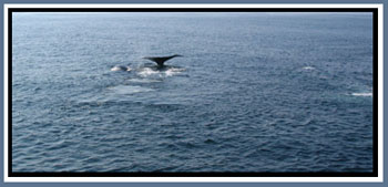 Whales at Stellwagen Bank National Marine Sanctuary © Page Makers, LLC